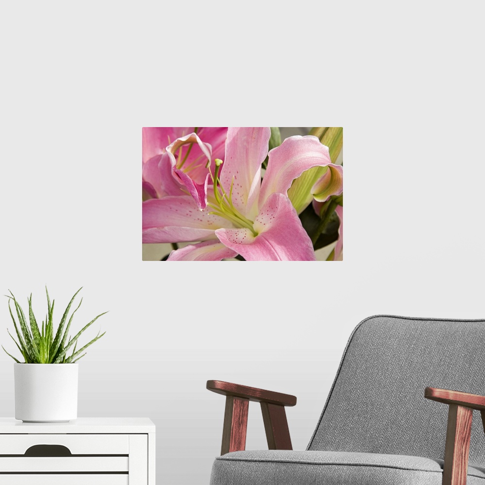 A modern room featuring Up-close photograph of a pastel colored flower showing its petals and stamen.