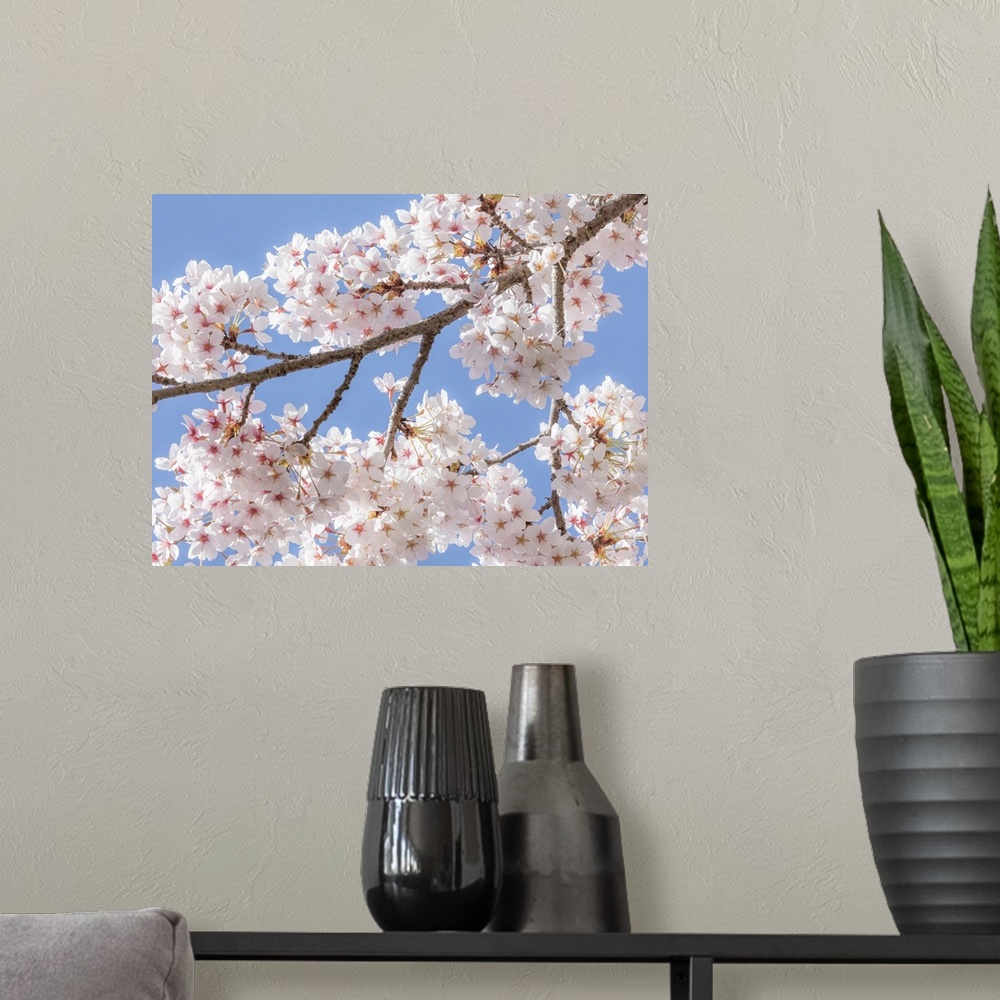 A modern room featuring Spring Cherry Blossoms II