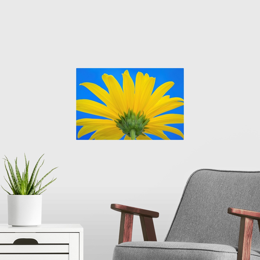 A modern room featuring Sunflower on Blue IV