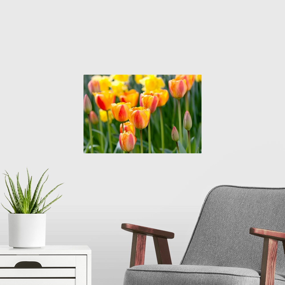 A modern room featuring Tulip March II