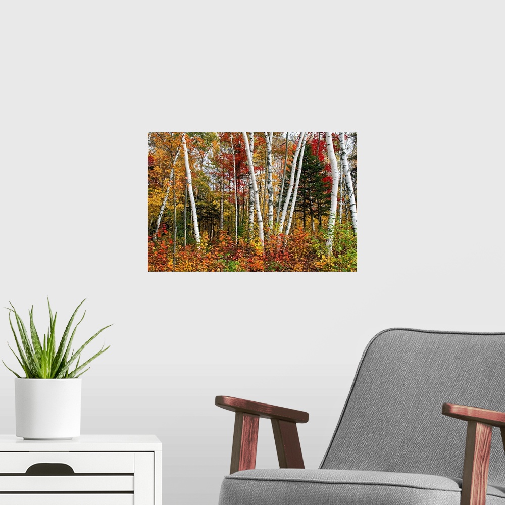 A modern room featuring Fine art photography of multi colored birch trees in the Fall.