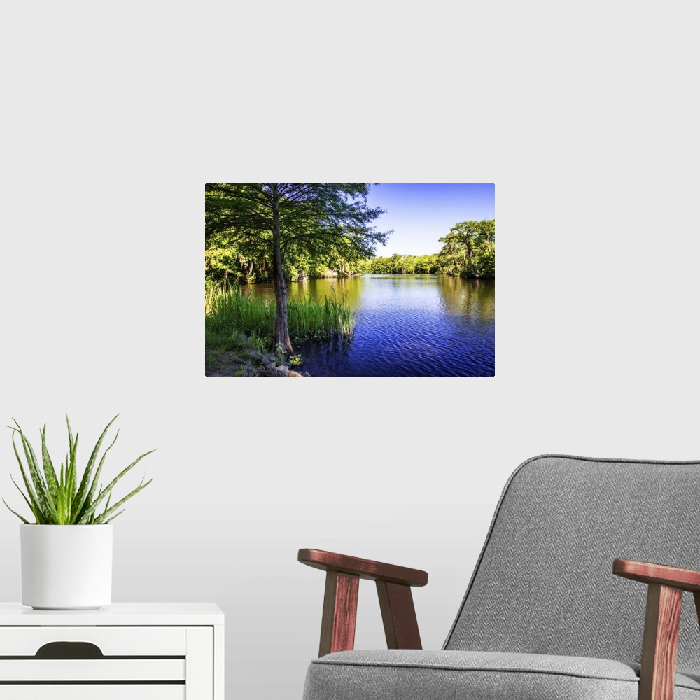 A modern room featuring Landscape photograph of the Waccamaw River lined with trees on a clear day.