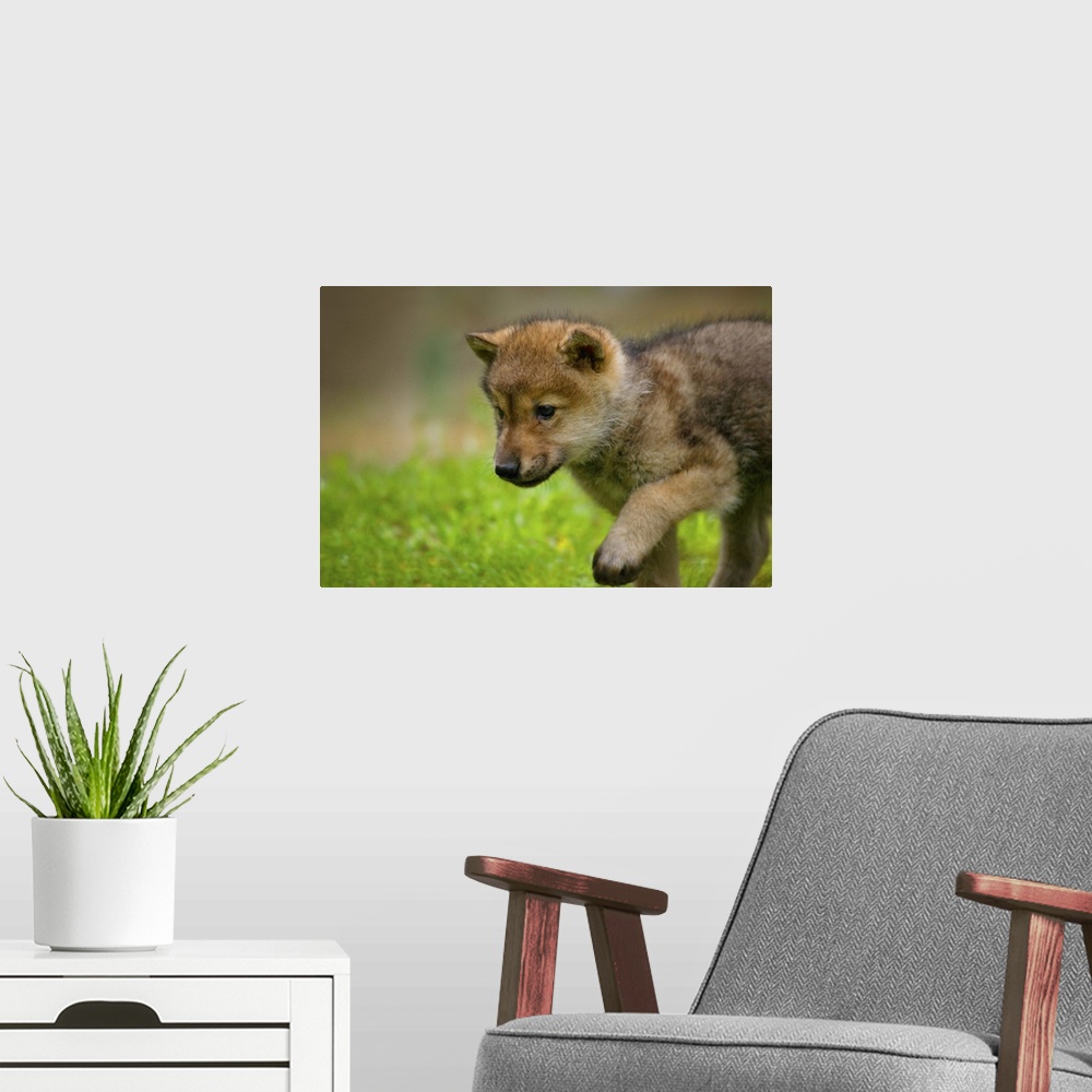 A modern room featuring A baby wolf walking in mountain meadows