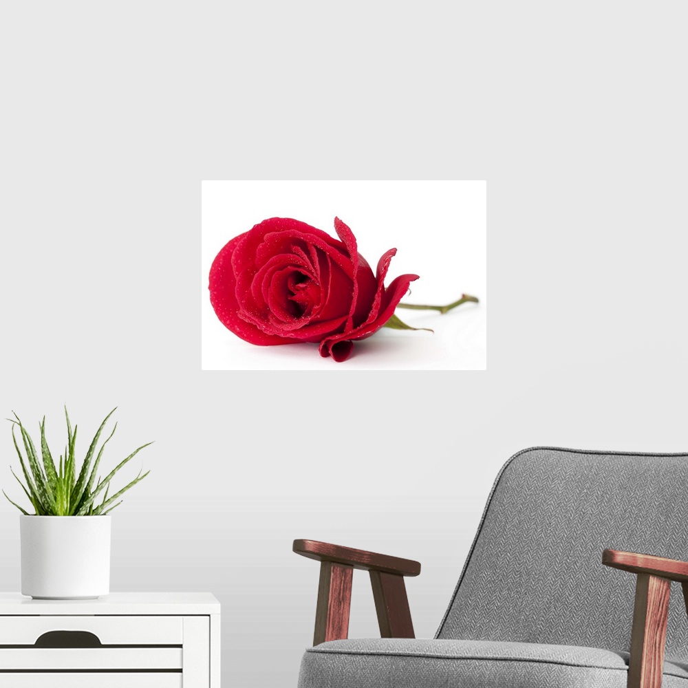 A modern room featuring A beautiful single red rose isolated on white