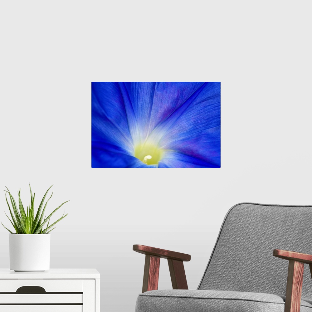 A modern room featuring A blue morning glory flower