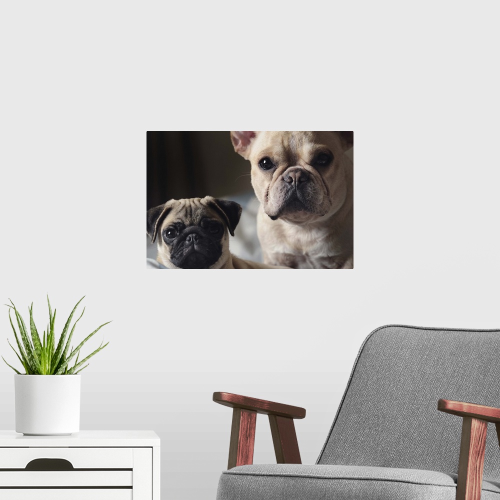 A modern room featuring Close-up of french Bulldog and Pug.