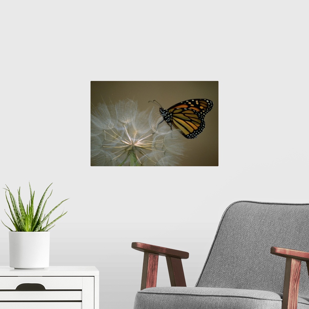 A modern room featuring A butterfly landing on a flower