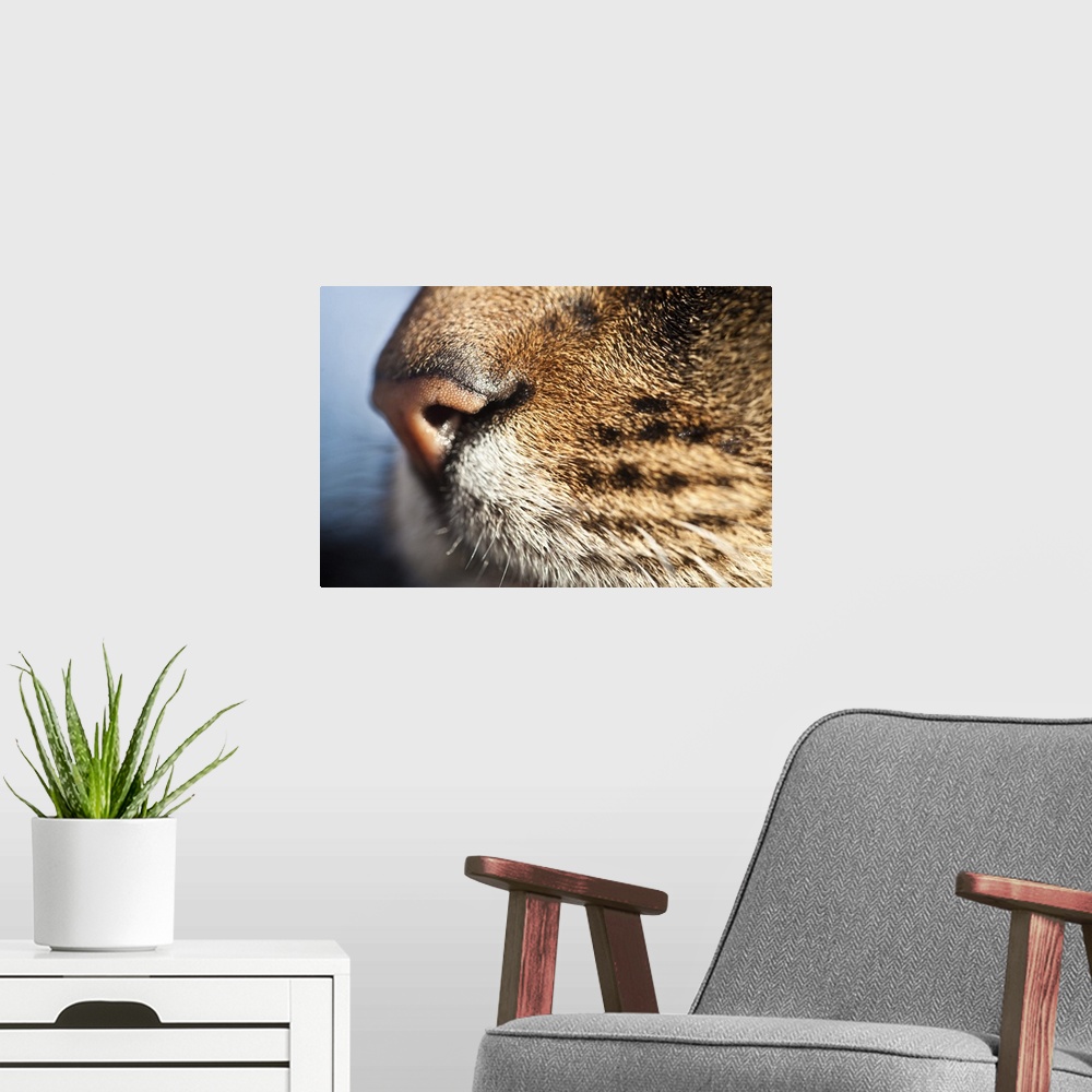 A modern room featuring A close up of a domestic cats nose and whiskers.