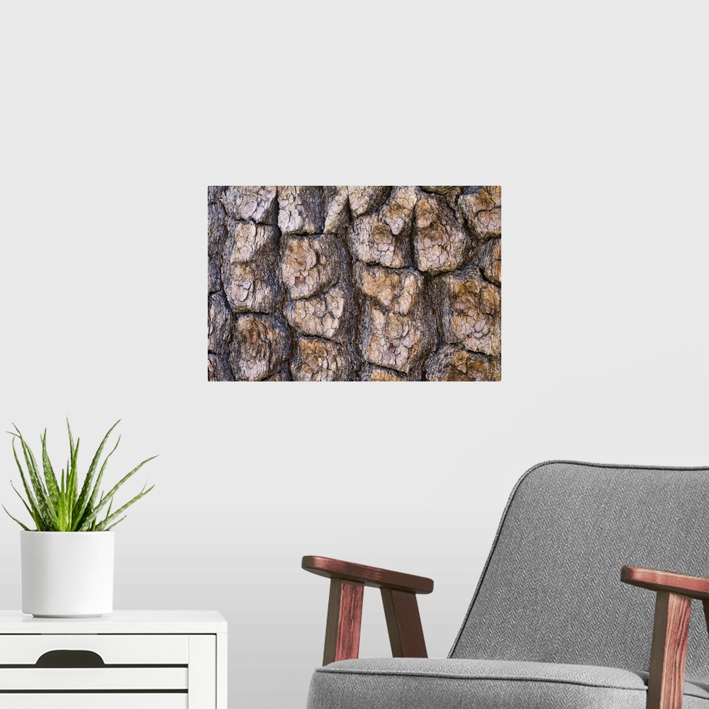 A modern room featuring A closeup of the bark of a pine in Lassen NP.