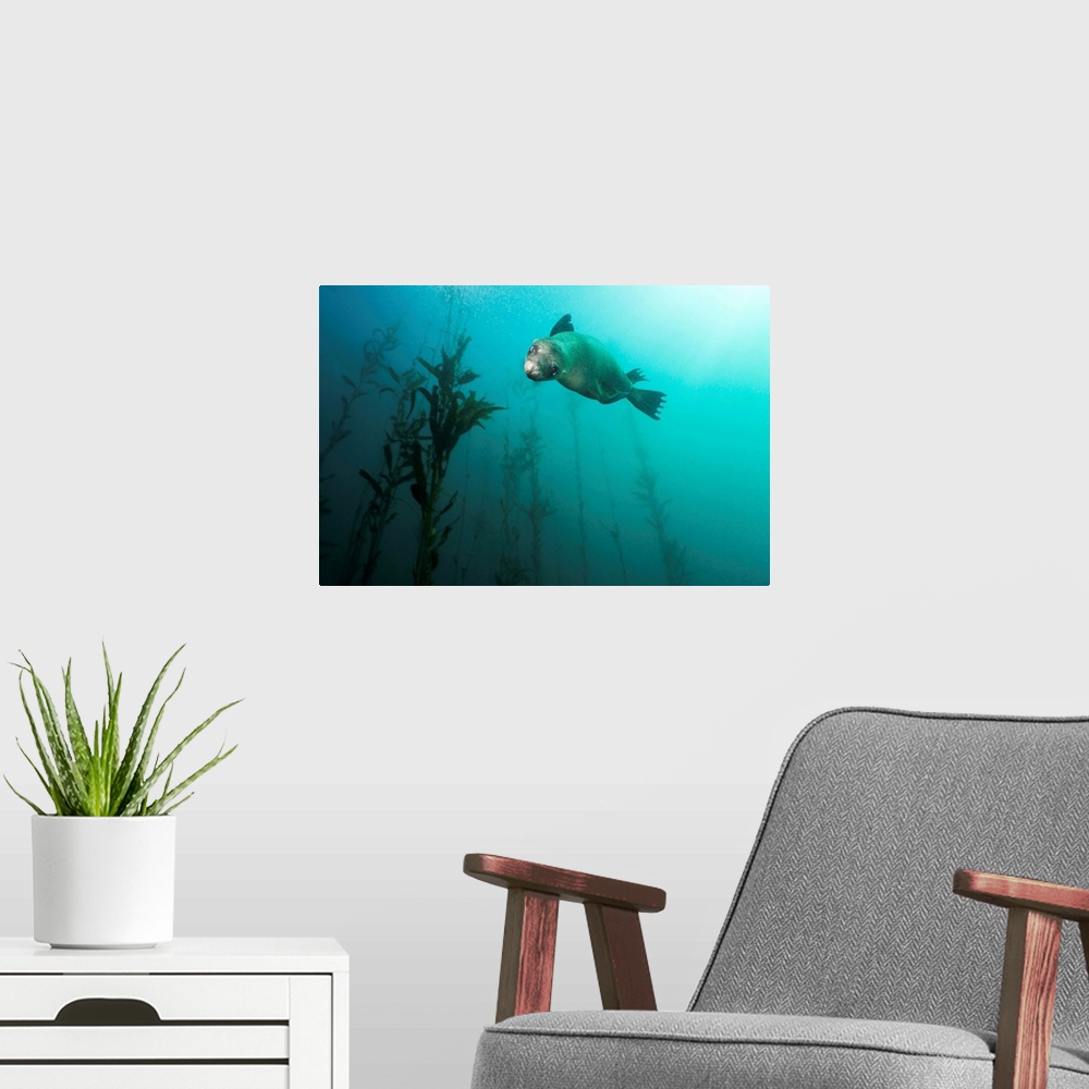 A modern room featuring A cute juvenile California Sea Lion blasting through the kelp