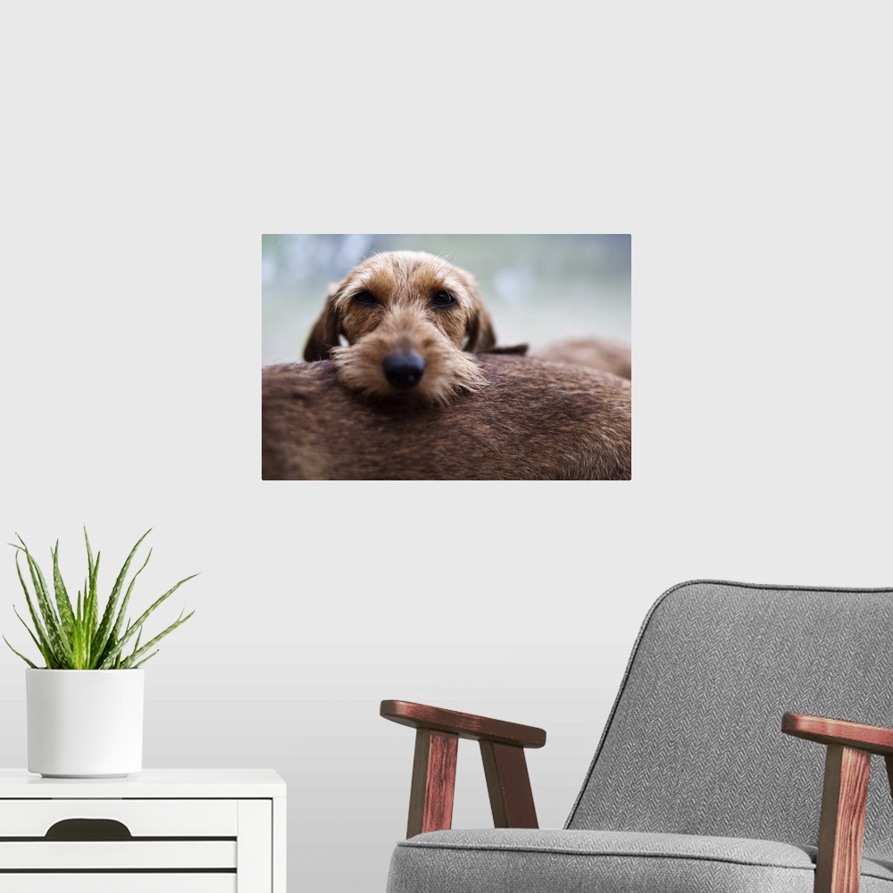 A modern room featuring Portrait of a brown dachshund dog.