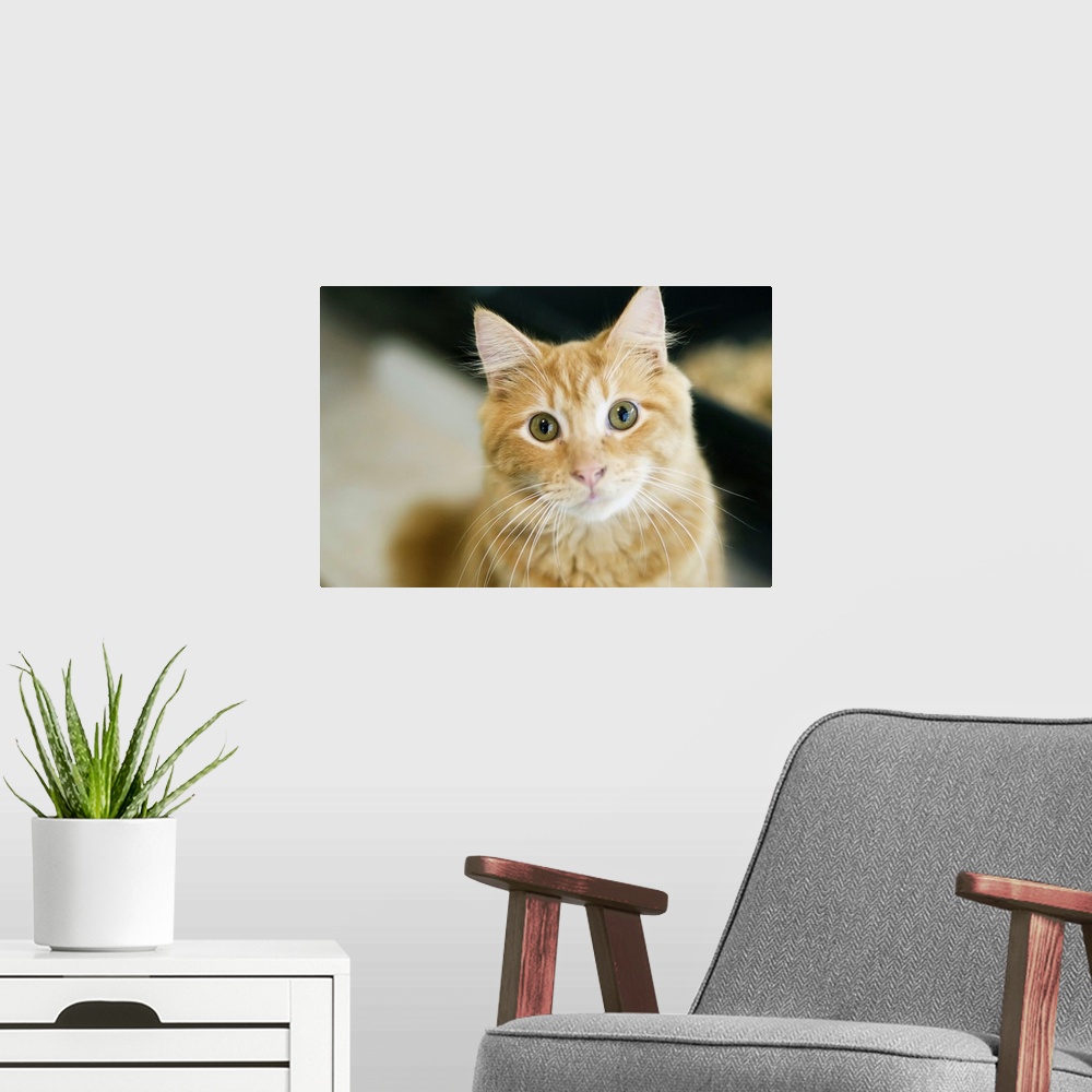 A modern room featuring A fluffy orange cat with yellow eyes is looking at the camera. The cat has long white whiskers. C...