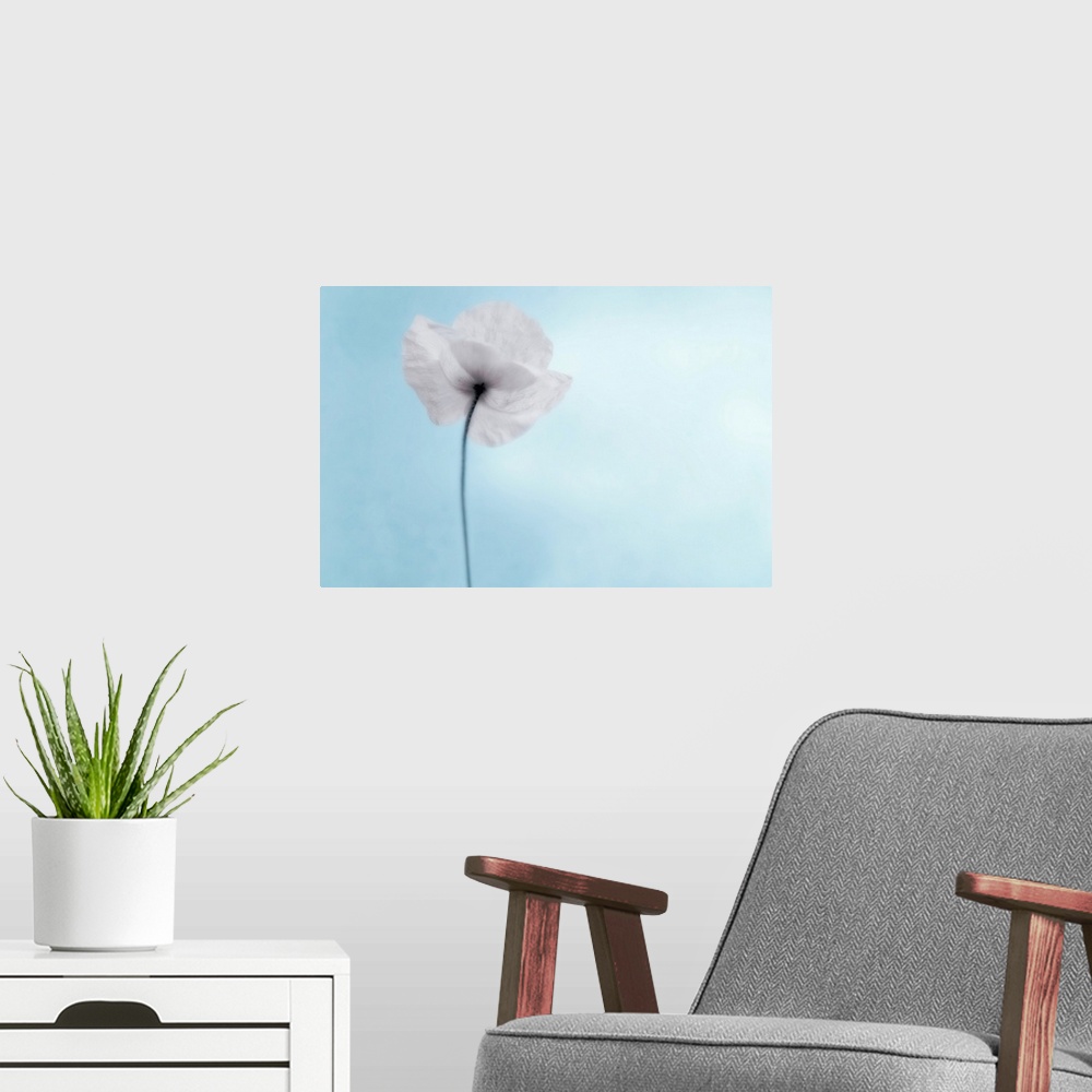 A modern room featuring A poppy seen from the stem with desaturated tones, against cool blue background.