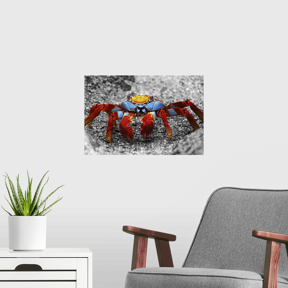 A modern room featuring A Sally Lightfoot crab in Galapagos Islands, Ecuador