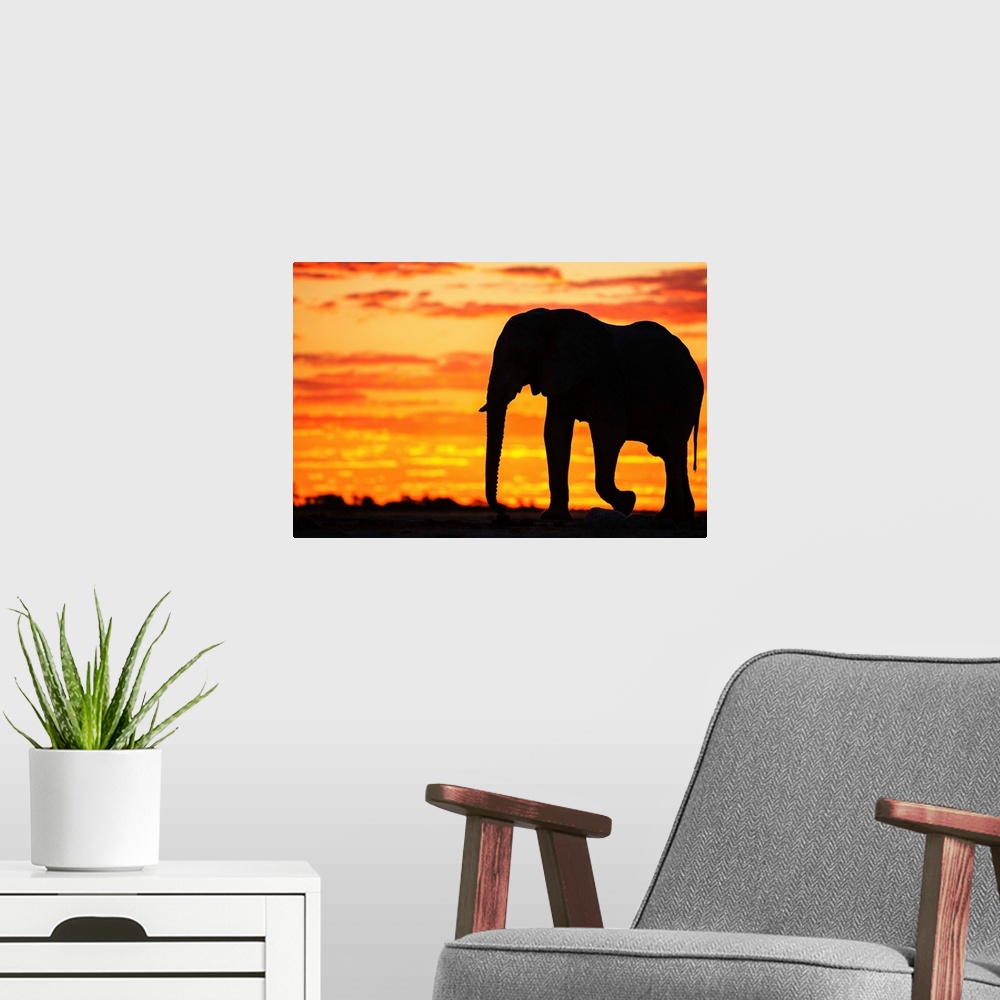 A modern room featuring A silhouette of a bachelor elephant bull (Loxodonta africana) walking against a golden African sk...