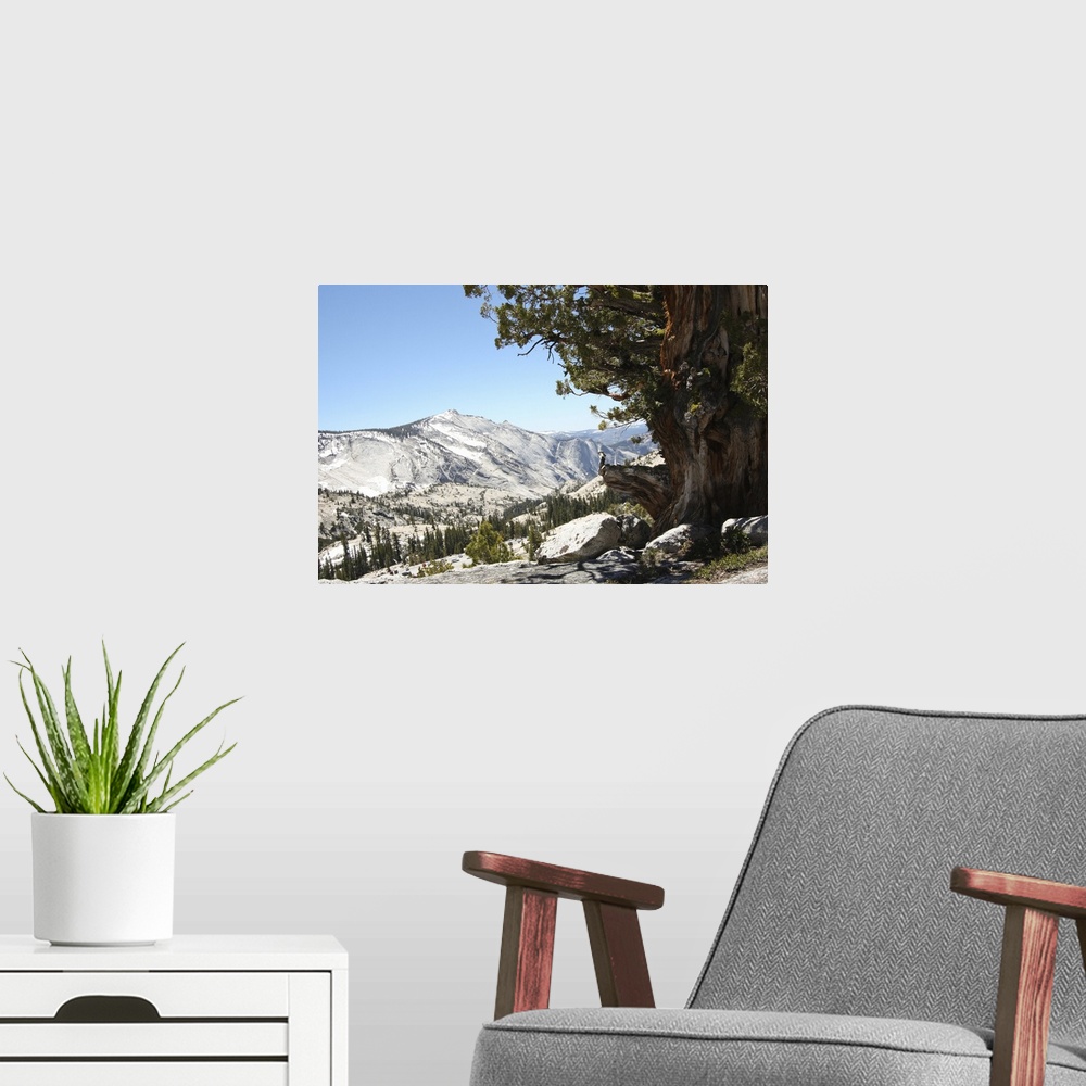 A modern room featuring Above Tioga Road, Yosemite National Park, California