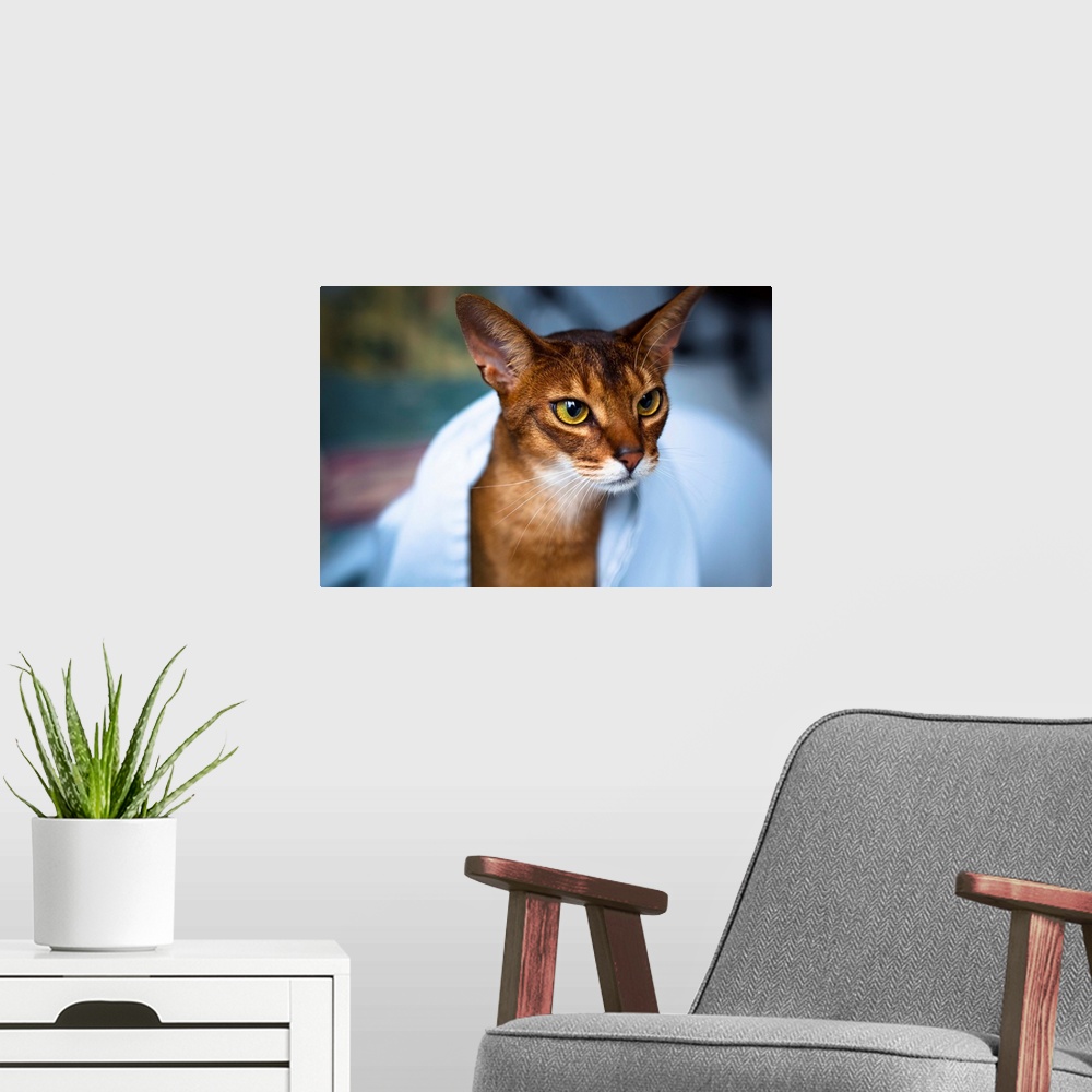 A modern room featuring Abyssinian cat