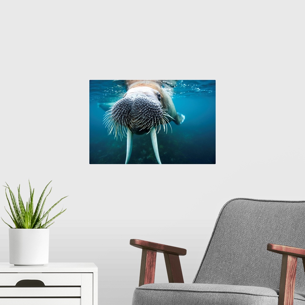 A modern room featuring Underwater view of an adult male walrus swimming near the surface near Lagoya on a summer afterno...