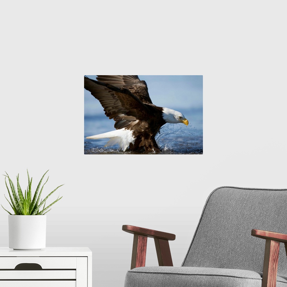 A modern room featuring Bald Eagle (Haliaeetus leucocephalus) spashes in the surf while fishing in Kachemake Bay, Alaska,...