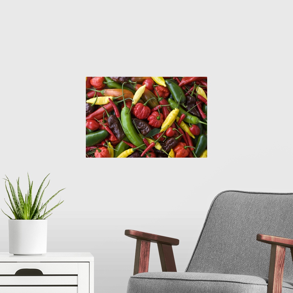 A modern room featuring Assorted Multicolored Chili Pepper