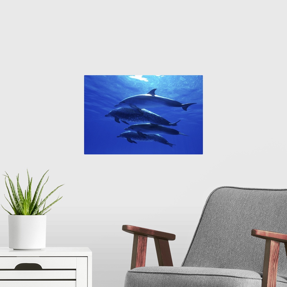 A modern room featuring Atlantic spotted dolphins