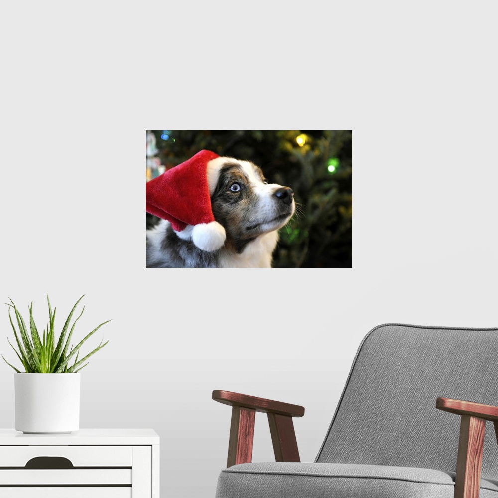 A modern room featuring Australian Shepherd dog Aussie in Santa Hat for Christmas