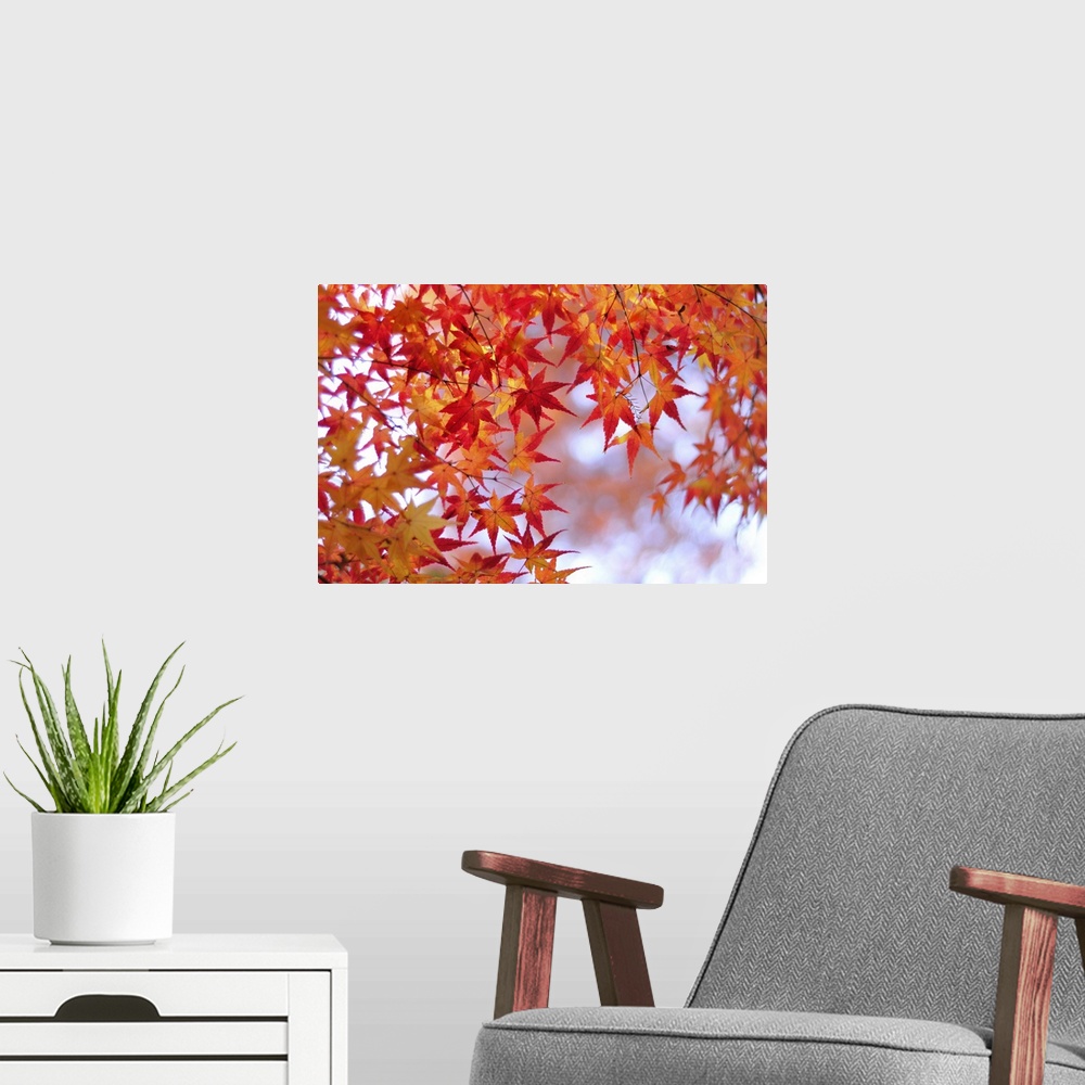 A modern room featuring Autumn leaves of Japanese maple, Kyoto.
