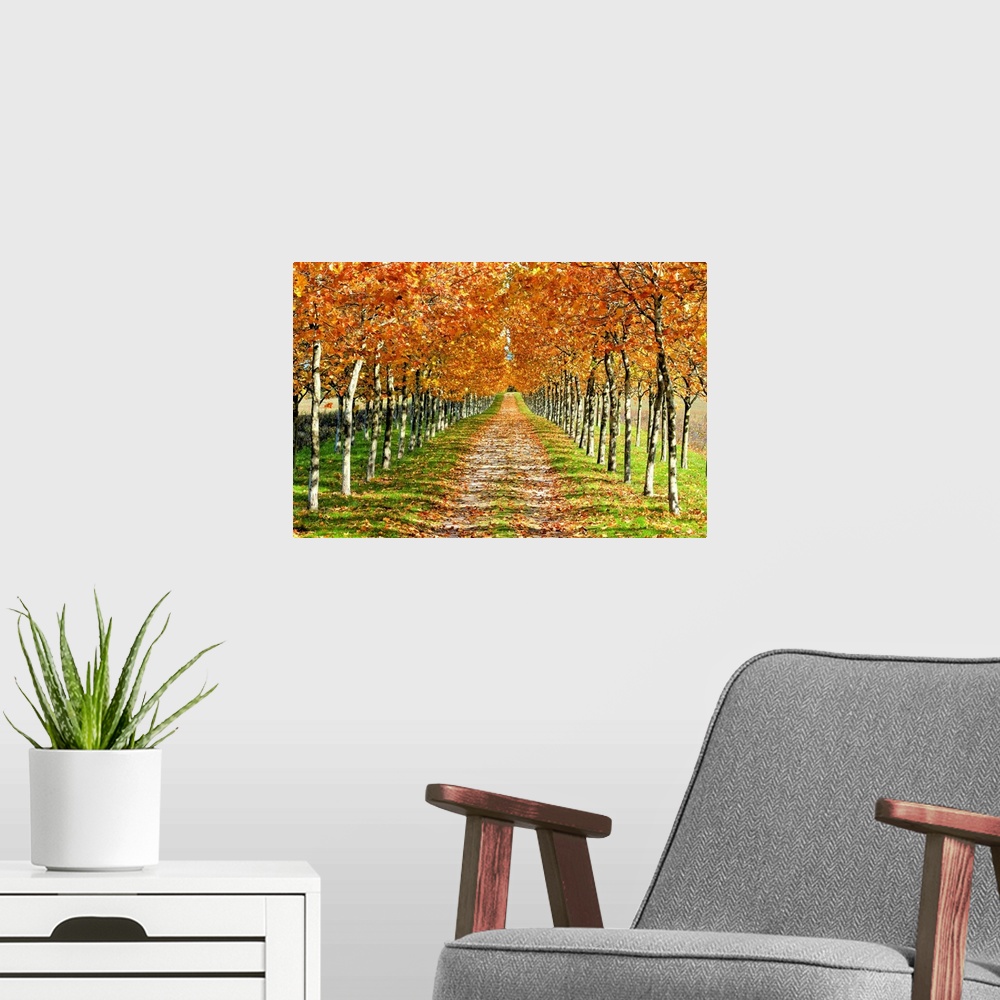 A modern room featuring Autumn tree with fallen leaves.