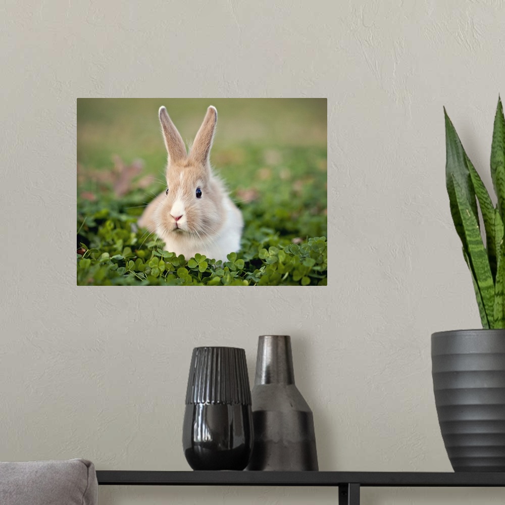 A modern room featuring Baby bunny in clover field.