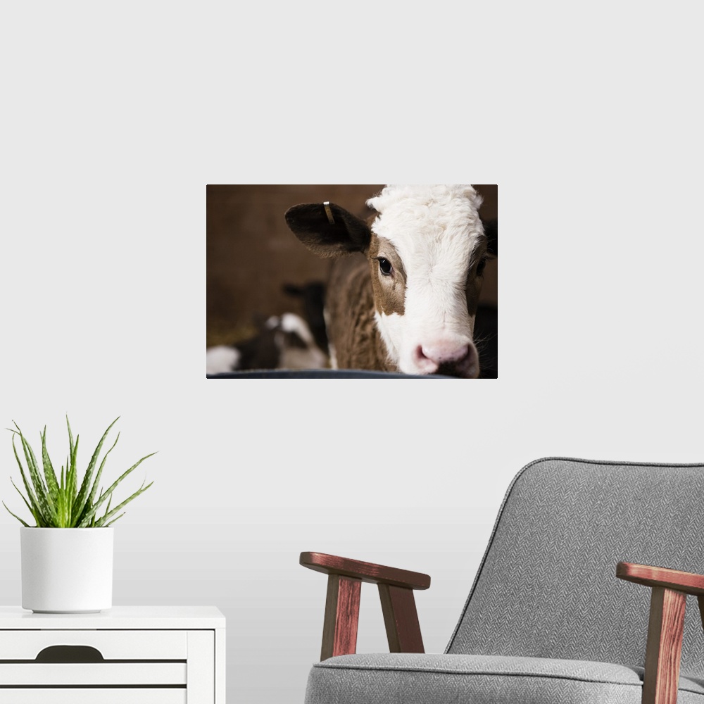 A modern room featuring Baby calf