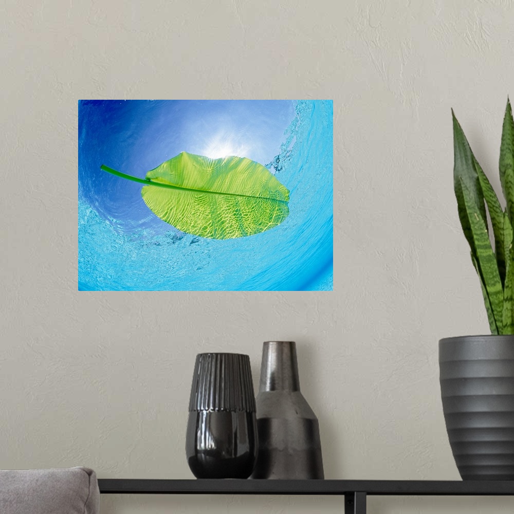 A modern room featuring Banana leaf floating on the sea