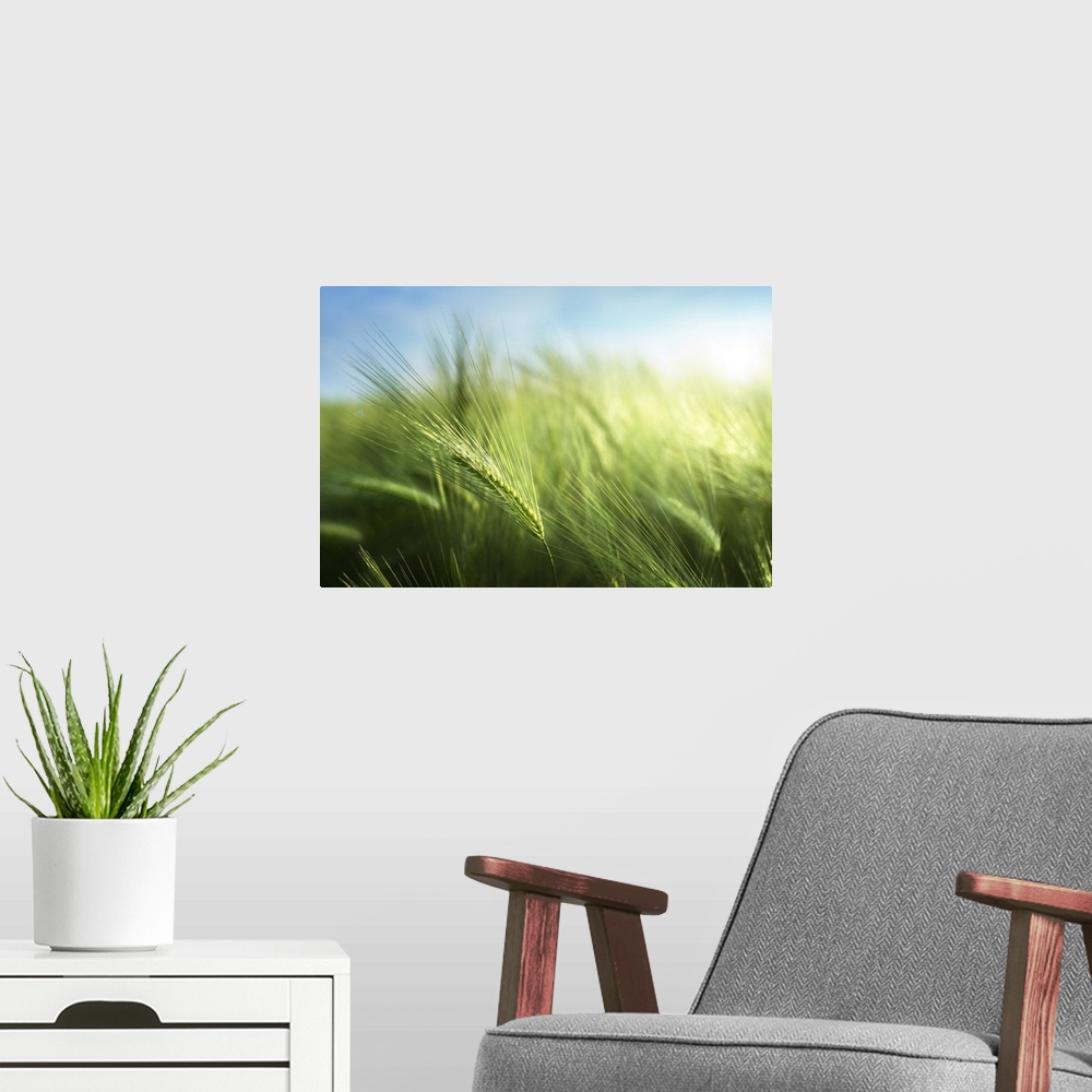 A modern room featuring Barley Field In Sunset Time