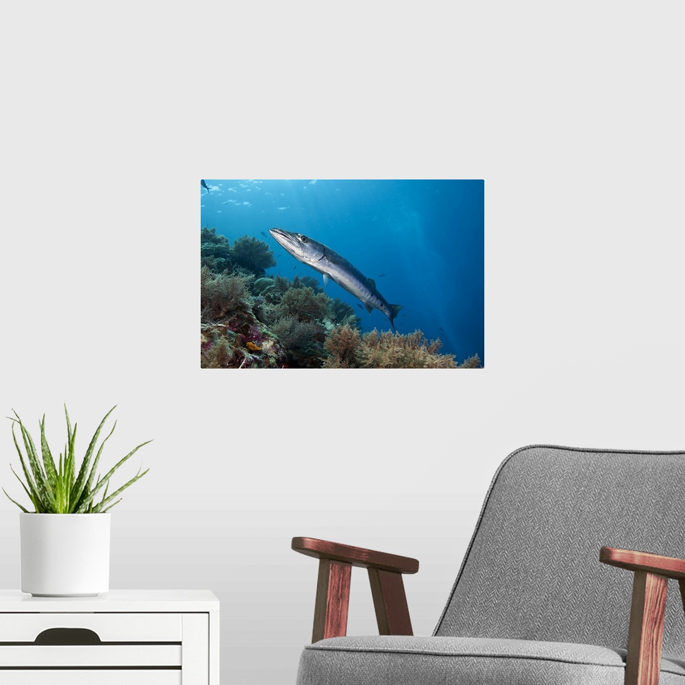 A modern room featuring Great barracuda (Sphyraena barracuda) near a healthy reef system, Palau Islands, Micronesia.