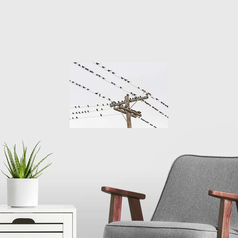 A modern room featuring Birds perched on wires