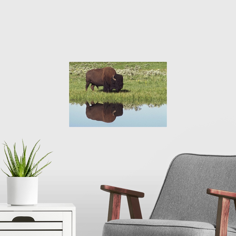 A modern room featuring Bison (Bison Bison) On Grassy Meadow With Reflection In Pool