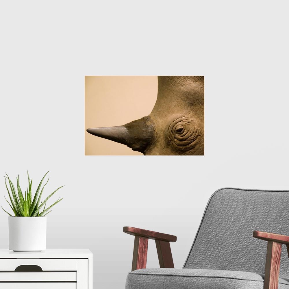 A modern room featuring Black Rhinoceros