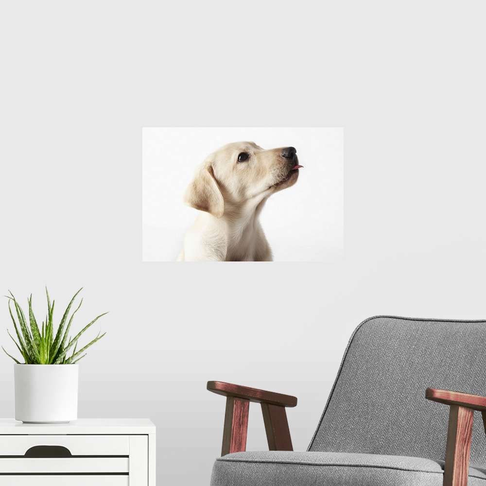 A modern room featuring Blond Labrador puppy sticking out tongue