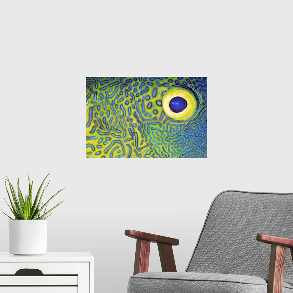 A modern room featuring Blue And Yellow Triggerfish Eye