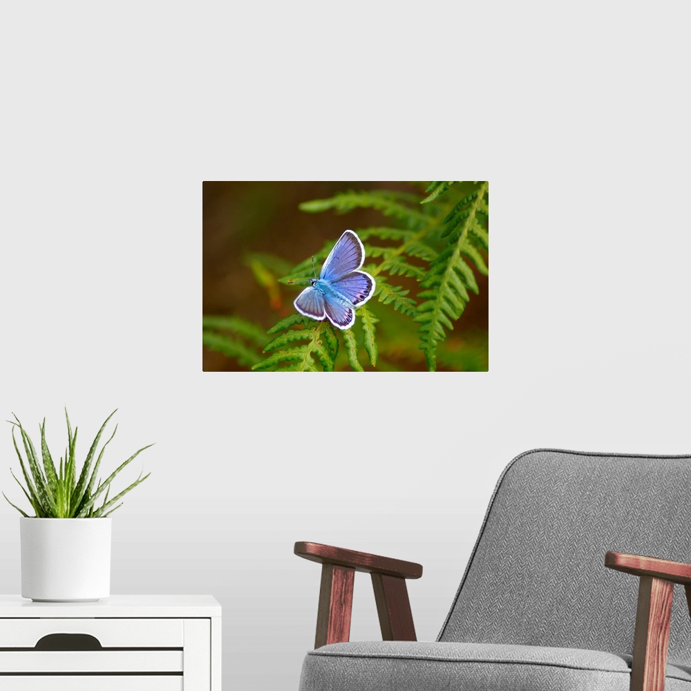 A modern room featuring Blue butterfly on fern