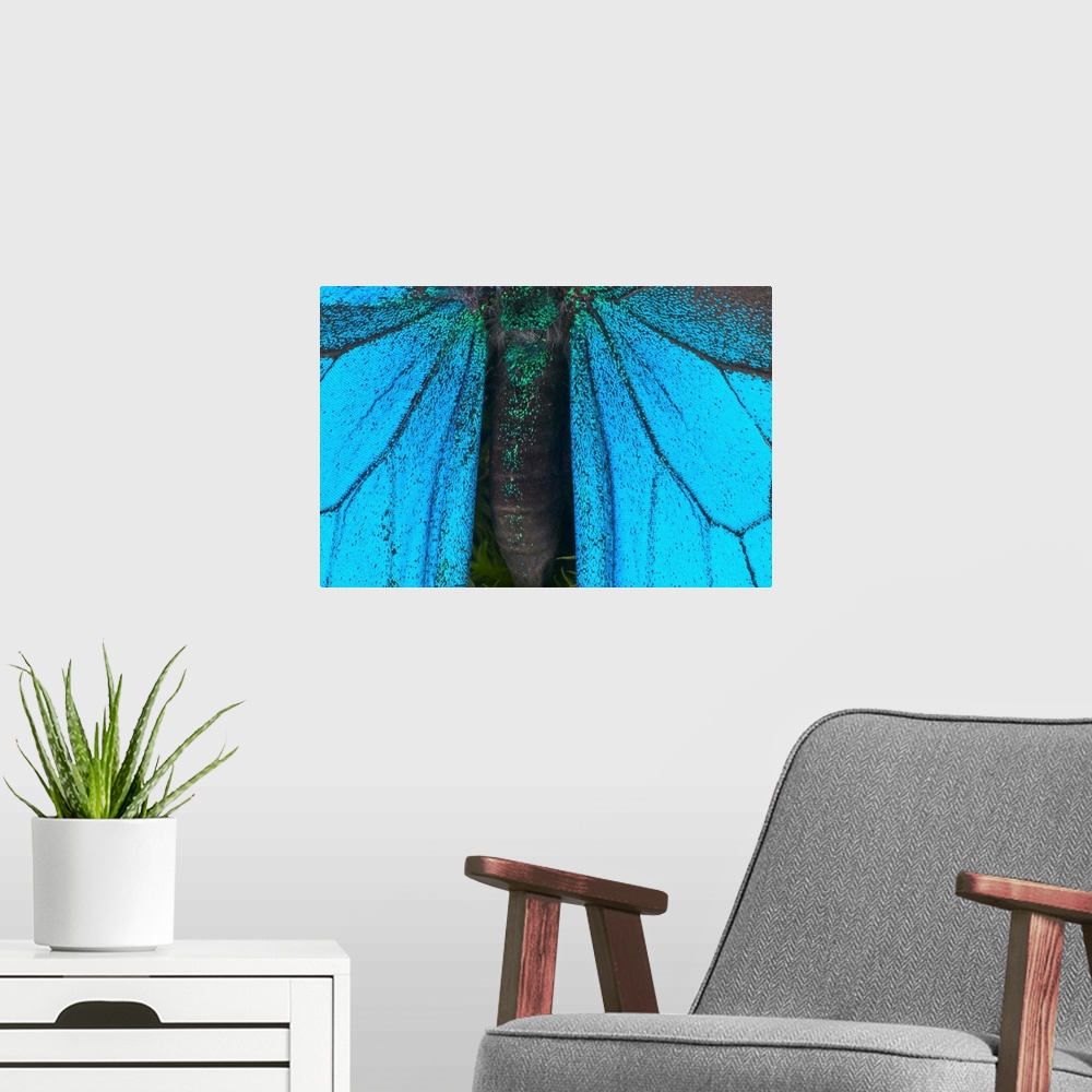 A modern room featuring Blue mountain swallowtail (Papilio ulysses) wings and abdomen, detail