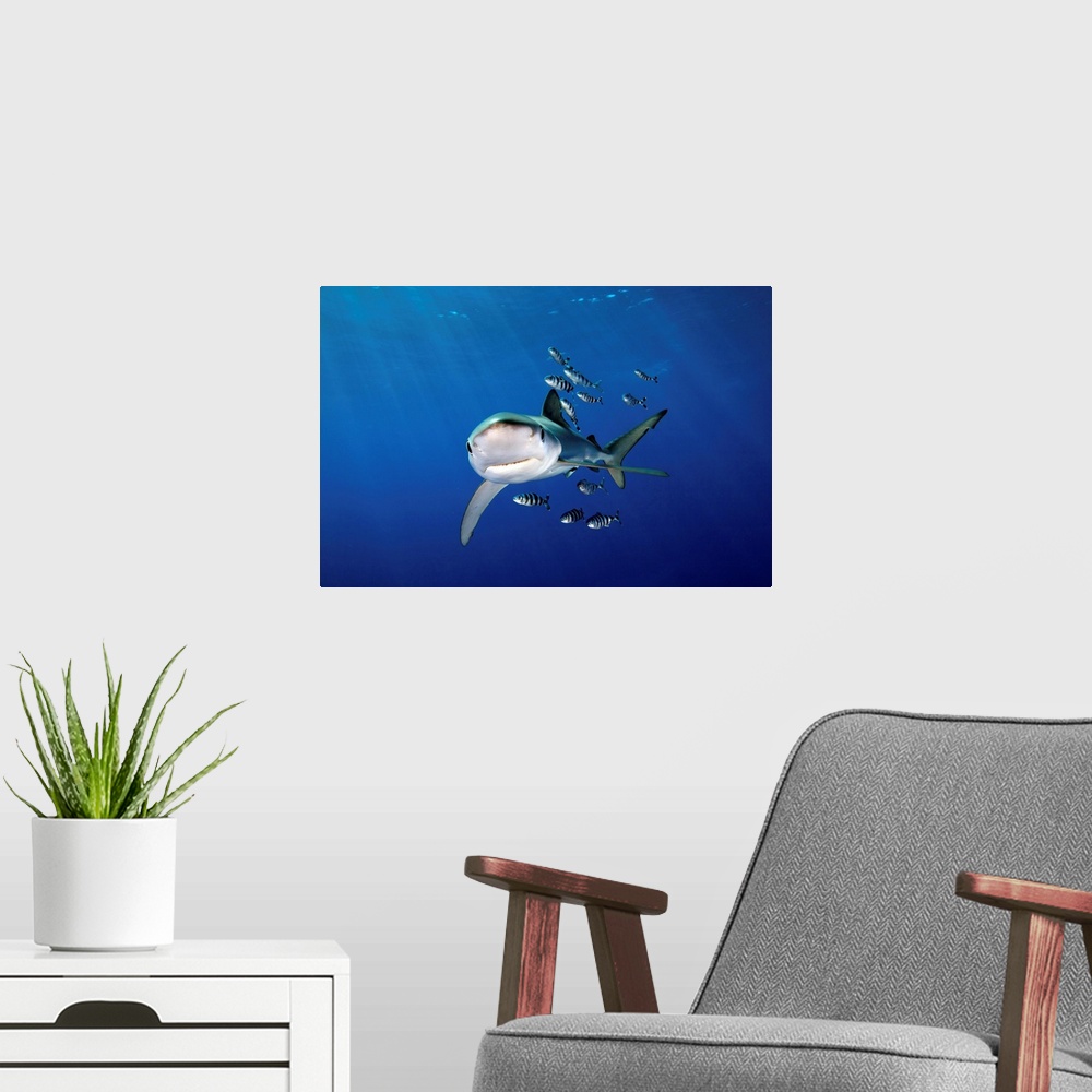 A modern room featuring Blue shark (Prionace glauca) with Pilot fish off Faial Island in Azores.