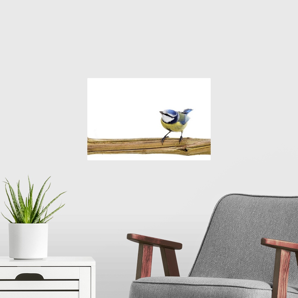 A modern room featuring Blue tit bird perching on branch looking upwards against white background.