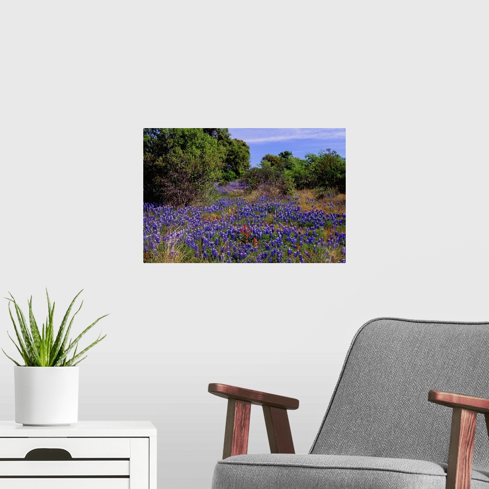 A modern room featuring Bluebonnets are the Texas state flower and bloom in the Texas Hill Country in the spring.