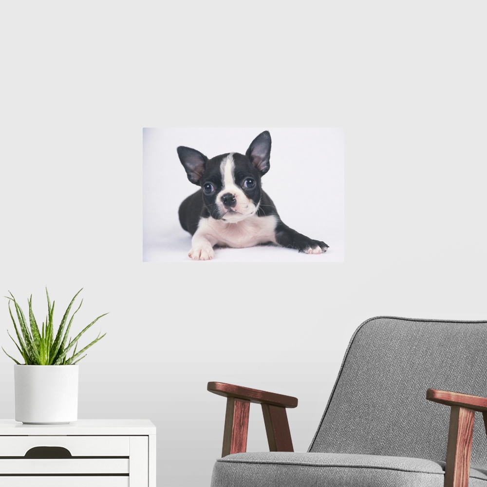 A modern room featuring The Boston Terrier is a breed of dog originating in the United State of America.