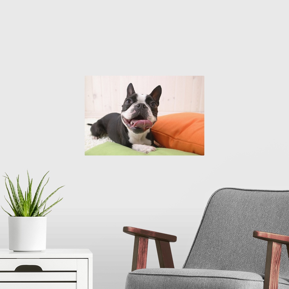 A modern room featuring Boston Terrier, Studio Shot