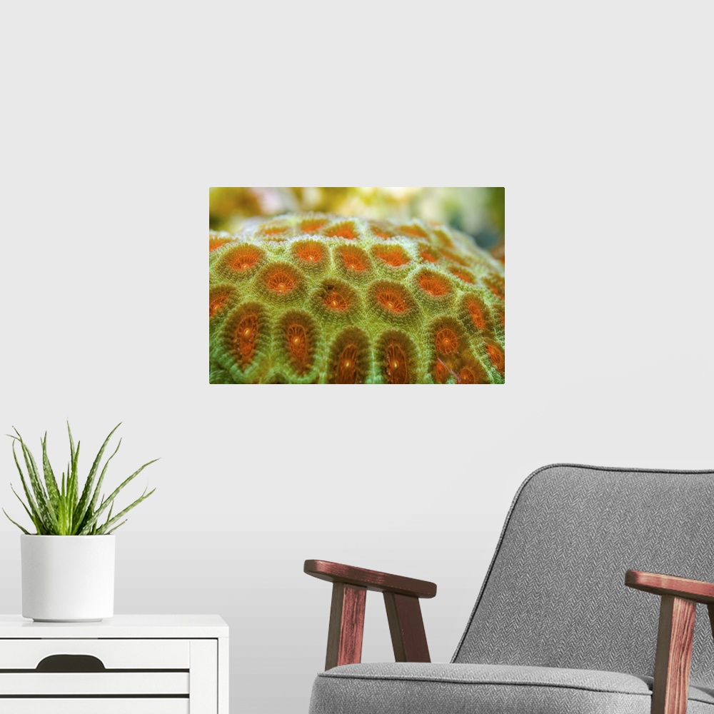A modern room featuring Brain coral (Favia pallida)
