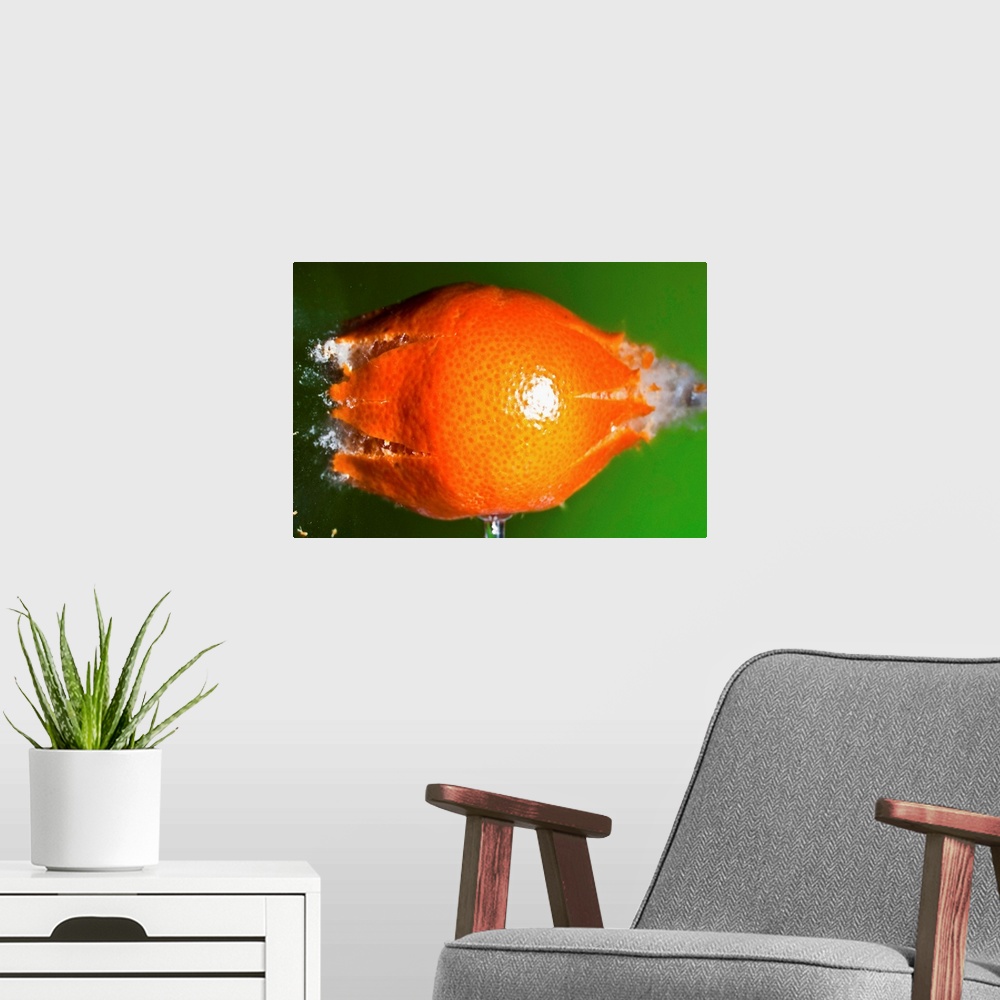 A modern room featuring A small tangerine braking into pieces after a pellet impact.