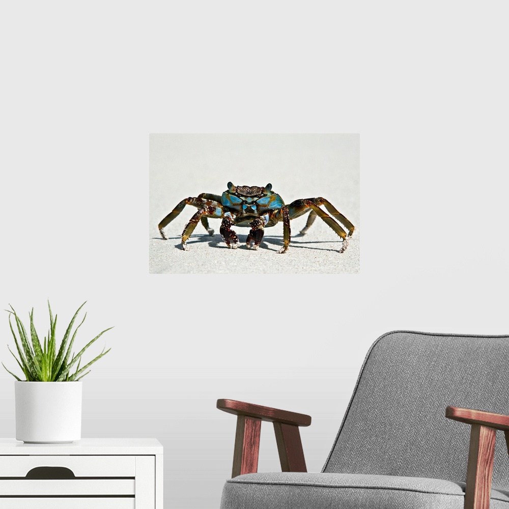 A modern room featuring This crab has long legs and eyes that stick out of it's head. Body is magnificent blue color with...