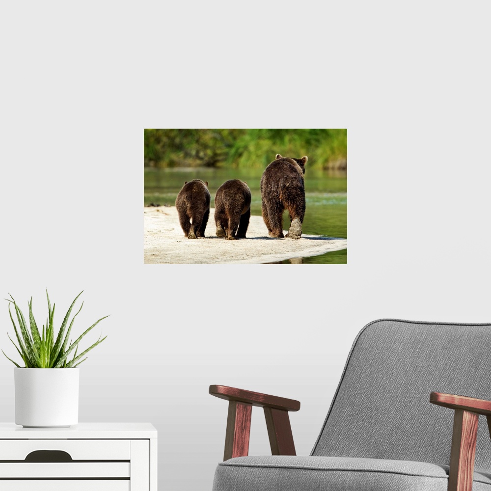 A modern room featuring USA, Alaska, Katmai National Park, Grizzly Bear Sow (Ursus arctos) walks with cubs along spawning...