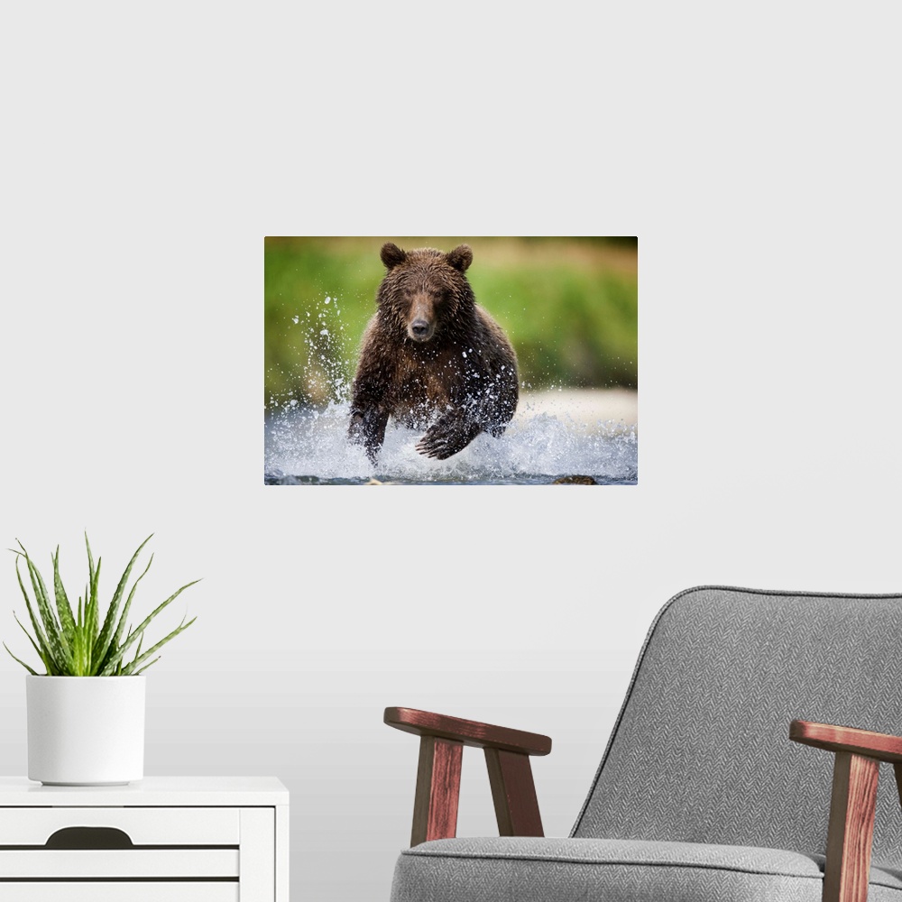 A modern room featuring Brown Bear Fishing For Spawning Salmon At Geographic Harbor